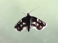 Hyperskeles choreutidea