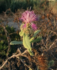 Centaurea seridis