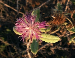 Centaurea seridis