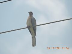 Streptopelia senegalensis