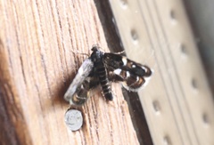 Hyperskeles choreutidea