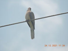 Streptopelia senegalensis