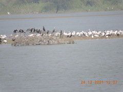 Anhinga melanogaster