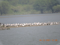 Threskiornis melanocephalus