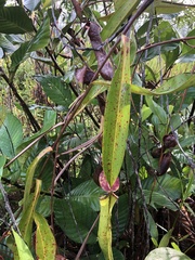 Nepenthes gracilis