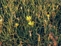 Launaea lanifera