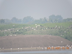 Threskiornis melanocephalus