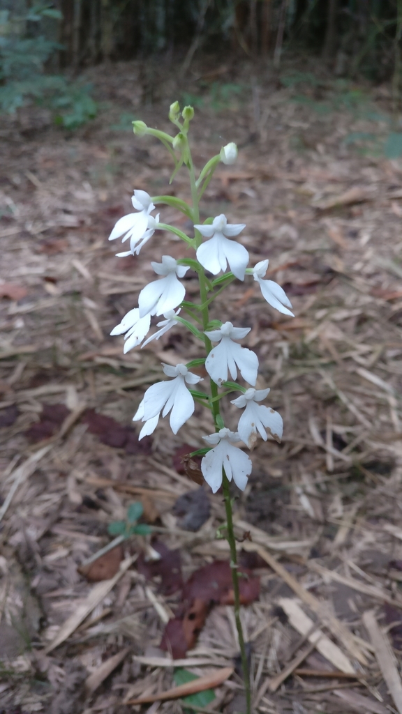 Habenaria plantaginea