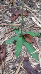 Habenaria plantaginea