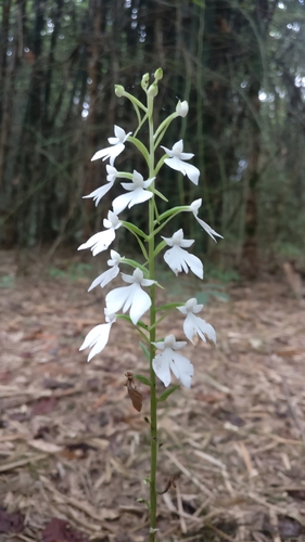 Image of Habenaria plantaginea by (c) Viral joshi, some rights reserved (CC BY)