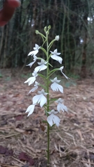 Habenaria plantaginea