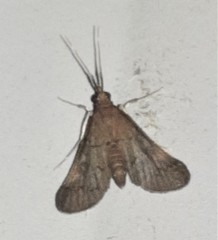 Piletocera macroperalis