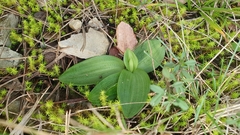 Ophrys fusca