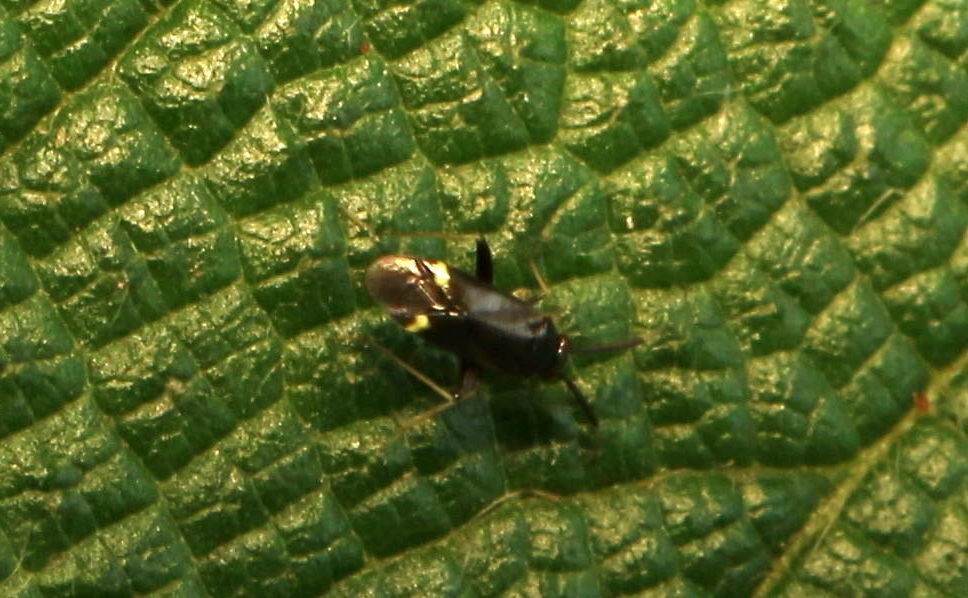 Sejanus chinai