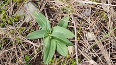 Ophrys sphegodes massiliensis