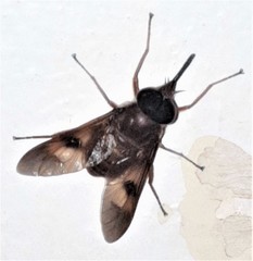 Copidapha quadrimacula