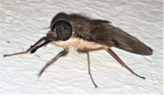 Copidapha quadrimacula