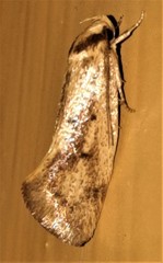 Scoliocheta ergatis