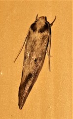 Scoliocheta ergatis