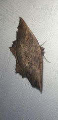 Polyacme subpulchra