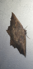Polyacme subpulchra