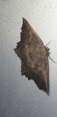 Polyacme subpulchra