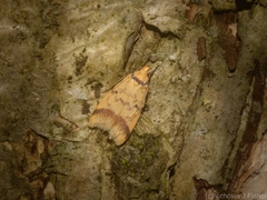 Heteroteucha anthodora