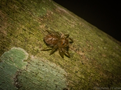 Prostheclina pallida