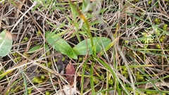 Ophrys fusca