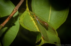 Nymphes aperta