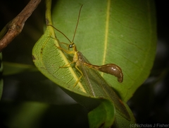 Nymphes aperta