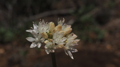 Allium amplectens