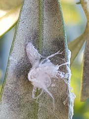 Euphyllura olivina