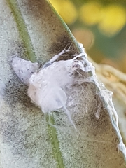 Euphyllura olivina