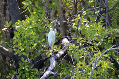Egretta garzetta nigripes