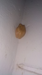 Polypedates maculatus