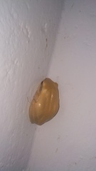Polypedates maculatus