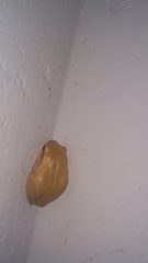 Polypedates maculatus