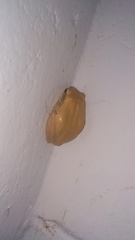Polypedates maculatus