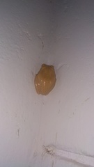 Polypedates maculatus