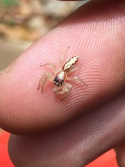 Cytaea alburna