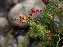 Erica exleeana