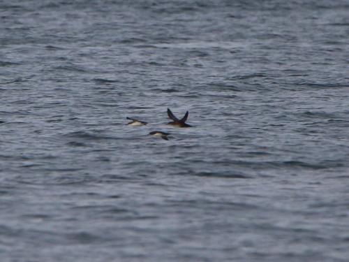 Balearic Shearwater, Languedoc-Roussillon, FR, photo 4 of 10