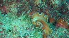 Yungia aurantiaca