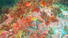 Doriopsilla areolata