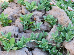 Phyla nodiflora minor