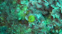 Doriopsilla areolata