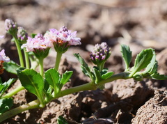 Phyla nodiflora minor