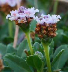 Phyla nodiflora minor