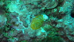 Doriopsilla areolata